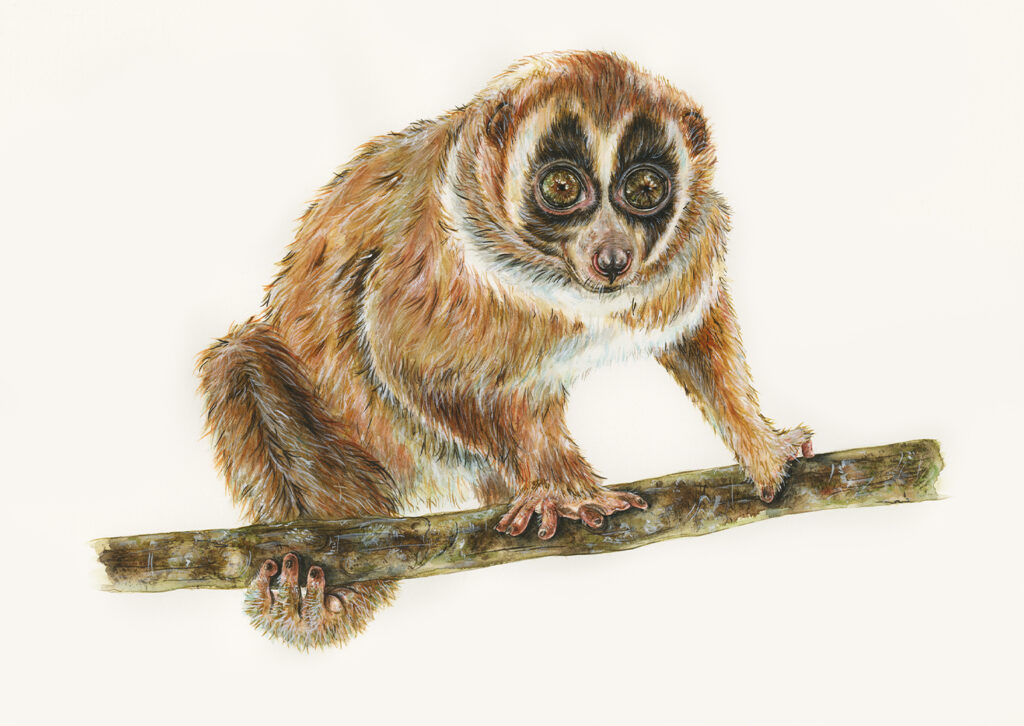 Greater Slow Loris by Sami Bayly