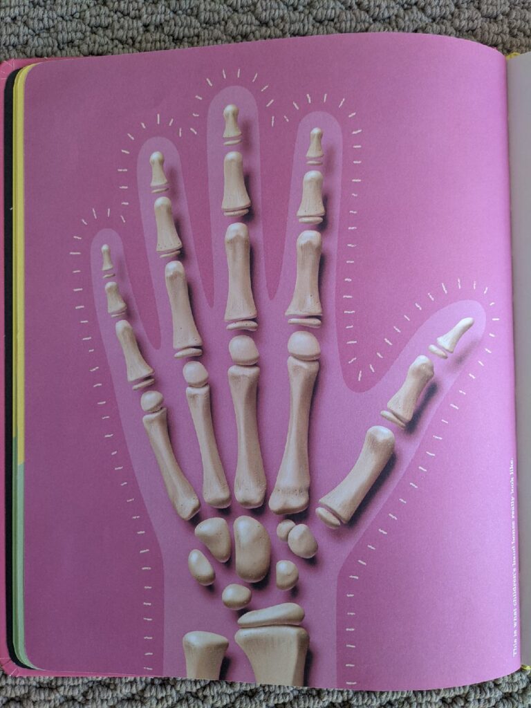 Argh! There's a skeleton inside you - hand bones for kids